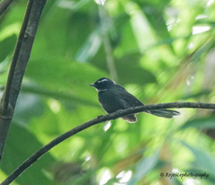 Rhipidura albicollis