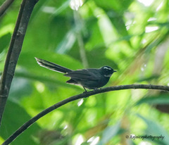 Rhipidura albicollis