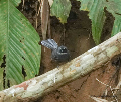 Rhipidura albicollis