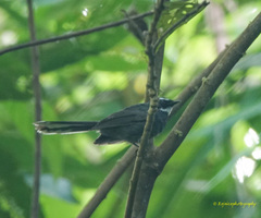 Rhipidura albicollis