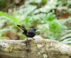 Rhipidura albicollis