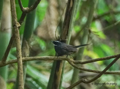 Rhipidura albicollis