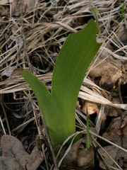Iris aphylla