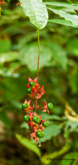 Clerodendrum laevifolium