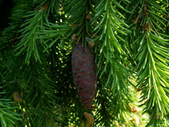 Picea × fennica