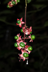 Clerodendrum laevifolium