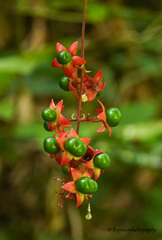 Clerodendrum laevifolium