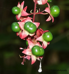 Clerodendrum laevifolium