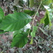 Castanopsis formosana - Photo (c) 呂一起(Lu i-chi), some rights reserved (CC BY), uploaded by 呂一起(Lu i-chi)