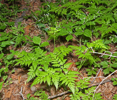 Osmorhiza aristata