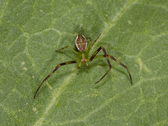 Diaea suspiciosa