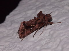 Plusiopalpa adrasta