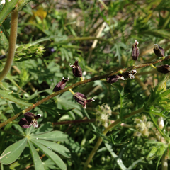 Streptanthus insignis