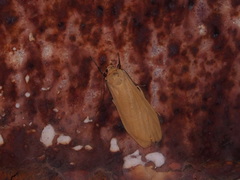 Danielithosia immaculata