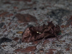 Plusiopalpa adrasta