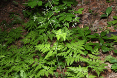 Osmorhiza aristata