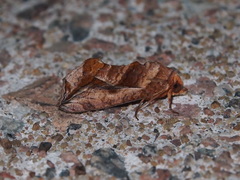 Oraesia emarginata