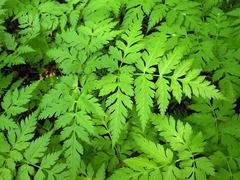 Osmorhiza aristata