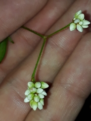 Persicaria dichotoma