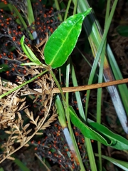 Persicaria dichotoma