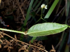 Persicaria dichotoma