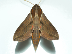 Hippotion boerhaviae