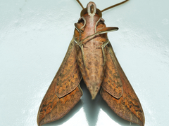 Hippotion boerhaviae