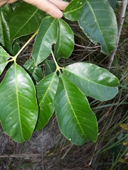 Melicope elleryana