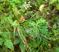 Ostericum maximowiczii