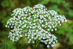 Ostericum maximowiczii