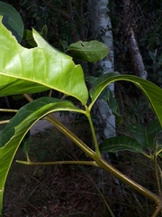 Melicope elleryana