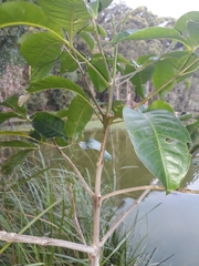 Melicope elleryana