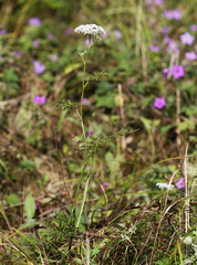 Ostericum maximowiczii