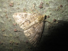 Ascotis fortunata