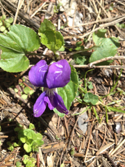 Viola