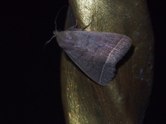 Simplicia cornicalis