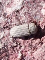 Sclerum armatum