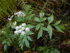 Ostericum sieboldii