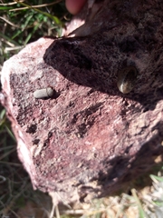 Sclerum armatum