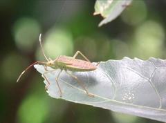 Paradasynus spinosus