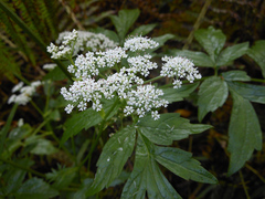 Ostericum sieboldii