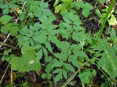 Ostericum sieboldii