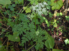 Ostericum sieboldii
