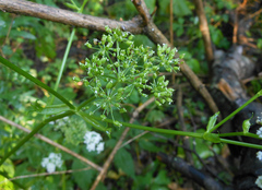 Ostericum sieboldii