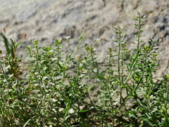 Lepidium lasiocarpum