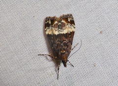 Scoparia minusculalis