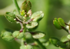 Lepidium lasiocarpum
