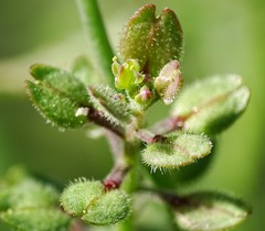 Lepidium lasiocarpum