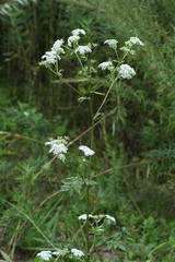 Ostericum sieboldii