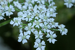 Ostericum sieboldii